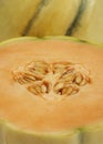 Cavaillon Melon, cucumis melo Royalty Free Stock Photo