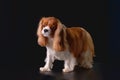 The Cavalier Charles Spaniel dog on a black background after a haircut in the salon. The concept of pet care and care Royalty Free Stock Photo