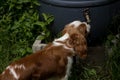 A Cavalier Dog Drinks From Rain Barrel Tap Royalty Free Stock Photo