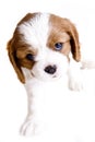 Cavalier King Charles Blenheim puppy