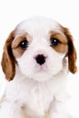 Cavalier King Charles Blenheim puppy