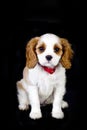 Cavalier King Charles Blenheim puppy