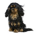 Cavalier king Charles dog, 1 year old Royalty Free Stock Photo