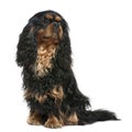 Cavalier king Charles dog, 1 year old, sitting Royalty Free Stock Photo