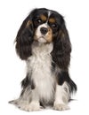 Cavalier King Charles dog, 14 months old Royalty Free Stock Photo