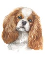 Water colour painting of Cavalier King Charles Dog 039 Royalty Free Stock Photo