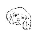 Cavalier King Charles Dog Vector Image Silhouette