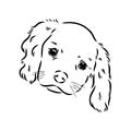 Cavalier King Charles Dog Vector Image Silhouette