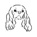 Cavalier King Charles Dog Vector Image Silhouette