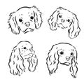 Cavalier King Charles Dog Vector Image Silhouette