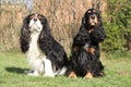 Cavalier King Charles with English Cocker Spaniel Royalty Free Stock Photo