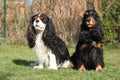 Cavalier King Charles with English Cocker Spaniel Royalty Free Stock Photo