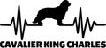 Cavalier King Charles frequency silhouette