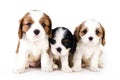 Cavalier King Charles puppies