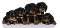 Cavalier King Charles puppies, 7 weeks old