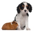 Cavalier King Charles puppy, 2 months old Royalty Free Stock Photo