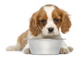 Cavalier King Charles Puppy lying in front of an empty metallic dog bowl, 2 months old Royalty Free Stock Photo