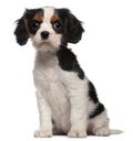 Cavalier King Charles Puppy, 2 months old Royalty Free Stock Photo