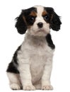 Cavalier King Charles Puppy, 2 months old Royalty Free Stock Photo