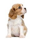 Cavalier King Charles Puppy, 2 months old, sitting and looking up Royalty Free Stock Photo