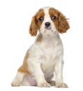 Cavalier King Charles Puppy sitting, 2 months old Royalty Free Stock Photo