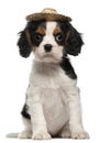 Cavalier King Charles Puppy wearing straw hat, 2 months old Royalty Free Stock Photo