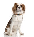 Cavalier King Charles Spaniel (1 year old) Royalty Free Stock Photo