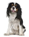 Cavalier king Charles spaniel, 1 year old, sitting Royalty Free Stock Photo
