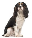 Cavalier King Charles Spaniel, 14 months old Royalty Free Stock Photo