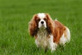 Cavalier king charles spaniel Royalty Free Stock Photo