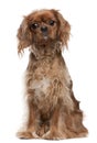Cavalier King Charles Spaniel, 18 months old Royalty Free Stock Photo