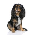 Cavalier King Charles Spaniel, 2 years old. Royalty Free Stock Photo