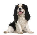 Cavalier king Charles spaniel, 2 years old Royalty Free Stock Photo