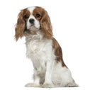 Cavalier King Charles Spaniel, 2 years old Royalty Free Stock Photo