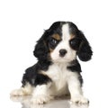 Cavalier King Charles Spaniel Royalty Free Stock Photo