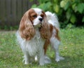 Cavalier King Charles Spaniel