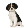 Cavalier King Charles Spaniel (3,5 months)