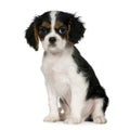 Cavalier King Charles Spaniel (3,5 months)