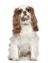 Cavalier King Charles Spaniel, 3 years old Royalty Free Stock Photo