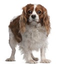 Cavalier King Charles Spaniel, 3 years old Royalty Free Stock Photo