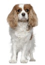 Cavalier King Charles Spaniel, 4 years old Royalty Free Stock Photo