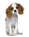 Cavalier King Charles Spaniel, 5 months old Royalty Free Stock Photo