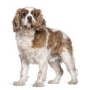 Cavalier King Charles Spaniel, 7 years old Royalty Free Stock Photo