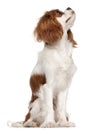 Cavalier King Charles Spaniel, 9 months old Royalty Free Stock Photo