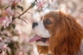 Cavalier King Charles Spaniel with apple blossoms