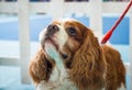 Cavalier King Charles Spaniel