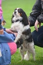 Cavalier King Charles Spaniel, being pampered Royalty Free Stock Photo