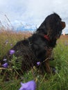 Cavalier king charles spaniel among bluebells