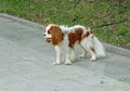 Cavalier King Charles Spaniel is a cheerful shaggy fidget with an expressive, flirty appearance and a good-natured character. It w