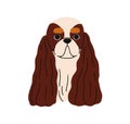 Cavalier King Charles Spaniel, cute dog head. Canine face portrait, avatar. Adorable funny doggy muzzle. British puppy